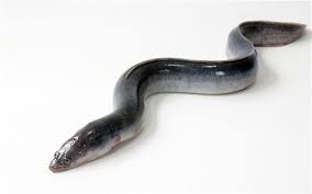 Image for Seminar: Advanced EELS and camera technology