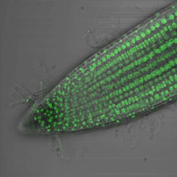 Green fluorescence in the root tip of Arabidopsis thaliana by Amelia Keynton, Nikon C2